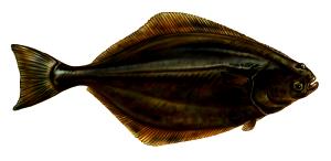 1 Lb Atlantic and Pacific Halibut
