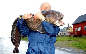 1 Lb Atlantic Wolfish