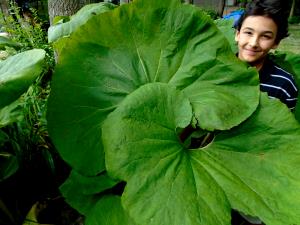 1 Lb Butterbur (Fuki)