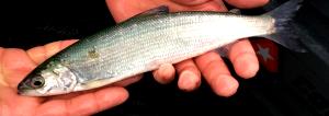 1 Lb Cisco (Fish)