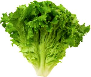 1 Lb Green Leaf Lettuce