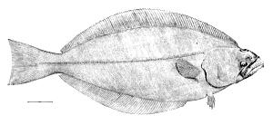 1 Lb Greenland Halibut