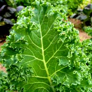 1 Lb Kale Scotch