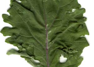 1 Lb Kale (with Salt, Frozen, Drained, Cooked, Boiled)