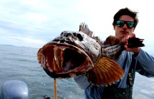 1 Lb Lingcod (Fish)