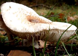 1 Lb Mushrooms (Without Salt, Drained, Cooked, Boiled)