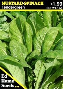 1 Lb Mustard Spinach (Tendergreen) (with Salt, Drained, Cooked, Boiled)
