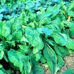 1 Lb Mustard Spinach (Tendergreen)