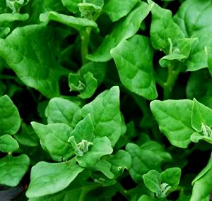 1 Lb New Zealand Spinach