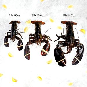 1 Lb Northern Lobster