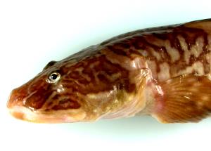 1 Lb Ocean Pout (Fish) (Cooked, Dry Heat)