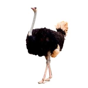 1 Lb Ostrich Leg (Inside)