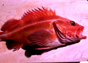 1 Lb Pacific Rockfish (Mixed Species, Cooked, Dry Heat)