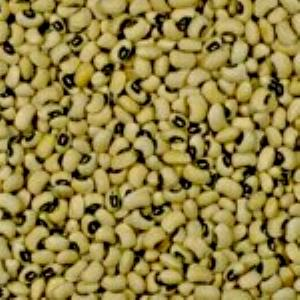 1 Lb Pigeonpeas (Immature Seeds, Without Salt, Drained, Cooked, Boiled)