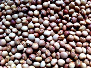 1 Lb Pigeonpeas (Immature Seeds)