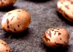 1 Lb Pinto Beans (Immature Seeds, with Salt, Frozen, Drained, Cooked, Boiled)