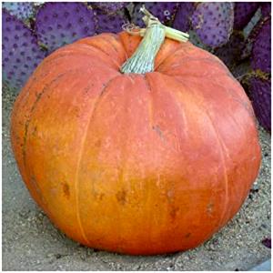1 Lb Pumpkin
