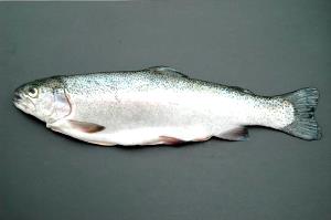 1 Lb Rainbow Trout (Farmed)