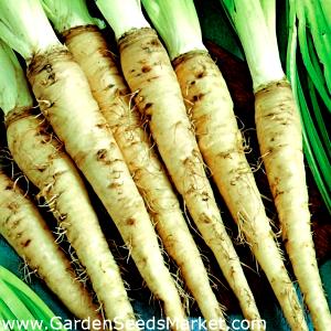 1 Lb Salsify (Vegetable Oyster)