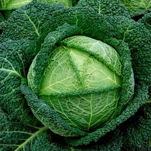 1 Lb Savoy Cabbage