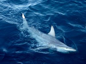 1 Lb Shark (Mixed Species)