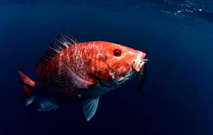 1 Lb Snapper (Fish) (Mixed Species)