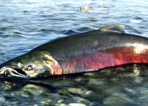 1 Lb Sockeye Salmon (Drained Solids with Bone, Canned)