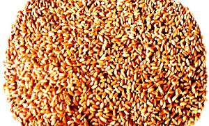 1 Lb Soft Red Winter Wheat