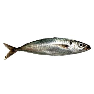 1 Lb Spanish Mackerel