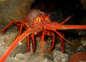 1 Lb Spiny Lobster (Mixed Species, Cooked, Moist Heat)