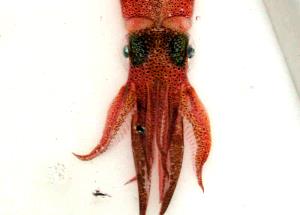 1 Lb Squid (Mixed Species)