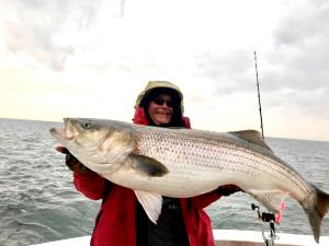 1 Lb Striped Bass