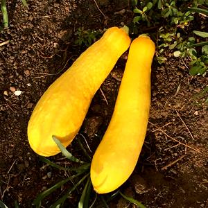 1 Lb Summer Squash (Crookneck and Straightneck)
