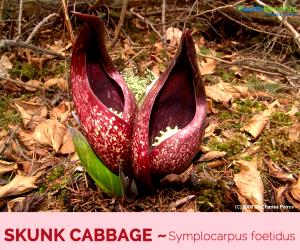 1 Lb Swamp Cabbage (Skunk Cabbage)