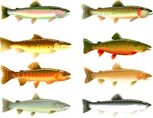 1 Lb Trout (Mixed Species)