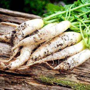 1 Lb White Icicle Radishes
