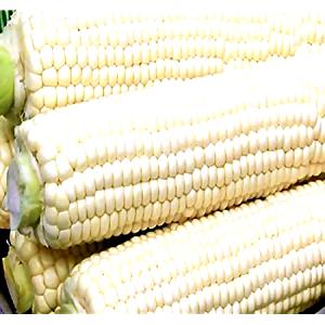 1 Lb White Sweet Corn