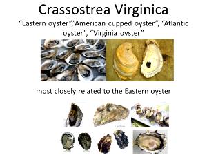 1 Lb Wild Eastern Oyster