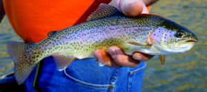 1 Lb Wild Rainbow Trout