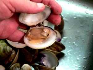 1 Lb, With Shell, Yield After Shell Removed Clams