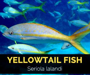 1 Lb Yellowtail (Fish) (Mixed Species)