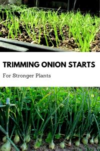 1 Lb Young Green Onions (Tops Only)