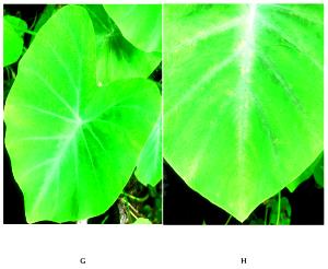 1 Leaf (11" X 6-1/2") Taro Leaves