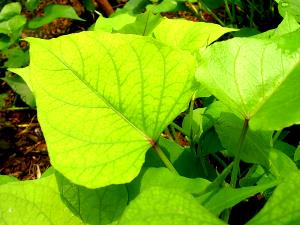 1 Leaf (12-1/4" Long) Sweet Potato Leaves