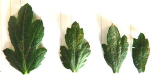 1 Leaf Chrysanthemum Leaves