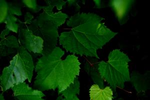 1 Leaf Grape Leaves (Vine Leaves) Raw