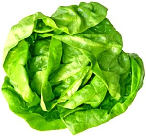 1 Leaf Medium Butterhead Lettuce (Includes Boston and Bibb Types)