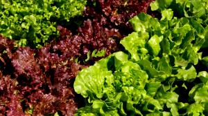 1 Leaf Outer Red Leaf Lettuce