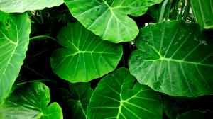 1 Leaf Taro Leaf, Raw