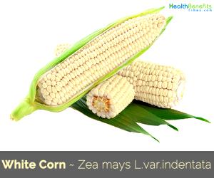 1 Linear Inch Cooked White Corn